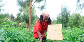 jane wanjiru, smart farming, crop rotation, climate change