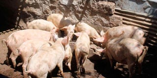 Swine Flu outbreak in Elementaita Ward