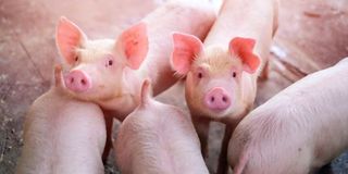 Pigs swine flu outbreak 
