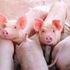 Pigs swine flu outbreak 