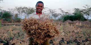 Antony Kasuu harvests Chickpea at Ithekethini Village in Machakos County.