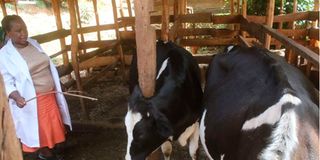 Grace Wangechi tends to her dairy cows