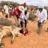Mandera KMC livestock slaughter