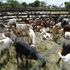 Some goats at the Kimalel Goat Auction in Baringo County on December 21, 2019