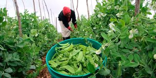 worker tends to snow peas at Tacazze farm