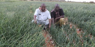 Onion farmer Mandera kephis