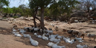 Thirsty livestock in Tharaka
