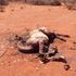 Camel carcass