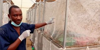 Dr Phenius Tuisenge displaying flies trapped in sacks inside a greenhouse.
