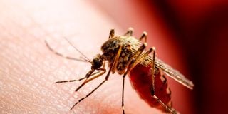 human scents, mosquitoes, smarter mosquitoes, research