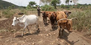 A woman herds cattle in West Karachuonyo, Homa Bay.