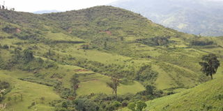 A section of the Embobut forest which is part of the Cherangany water tower, that has been massively depleted over years