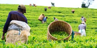 Workers pick tea leaves at a farm in Nyeri town