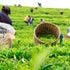 Workers pick tea leaves at a farm in Nyeri town