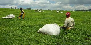 Tea pickers working at a plantation in Nandi County