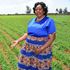 Prisca Keter, a farmer in Kabobo in Soy Constituency, Uasin Gishu County shows her millet crop on May 21, 2022