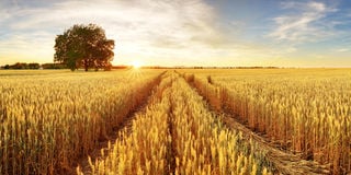 wheat farm sun