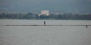 man walks on a suspended bridge Lake Victoria