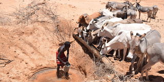 A Samburu herdsboy watering livestock at Kom area.