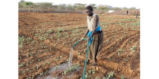 A farmer watering her crops at Keekunyuk village in Katilu ward on September 13, 2022 using borehole water irrigation