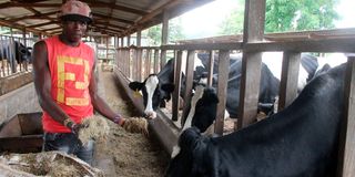 Gideon Kirui feeds dairy cows