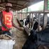 Gideon Kirui feeds dairy cows