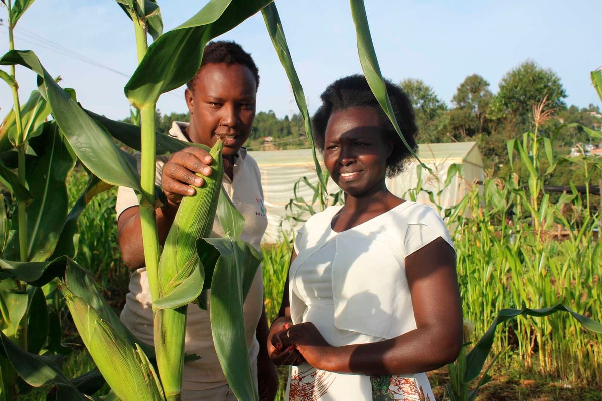 Harvesting hypocrisy: The global food fight and Africa's forgotten ...