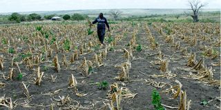 Farmer inspecting maize farm