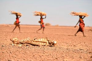 Women carrying firewood walk past a carcass of a cow in drought hit Loiyangalani in Marsabit, Northern Kenya