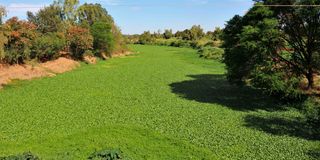 Water hyacinth covers section of River Athi 