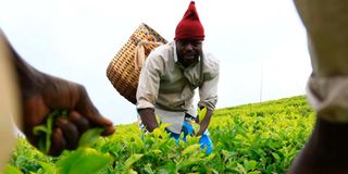 A farmer plucking tea