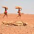 Women carrying firewood walk past a carcass of a cow in drought hit Loiyangalani in Marsabit, Northern Kenya