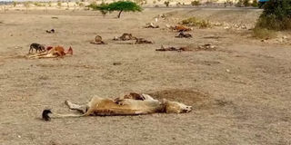 animals carcasses kiled drought kajiado kenya