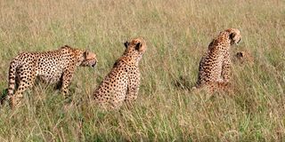 The five male cheetah coalition known as Tano Bora, Fast Five, or the Five Musketeers at the Maasai Mara game reserve
