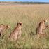 The five male cheetah coalition known as Tano Bora, Fast Five, or the Five Musketeers at the Maasai Mara game reserve