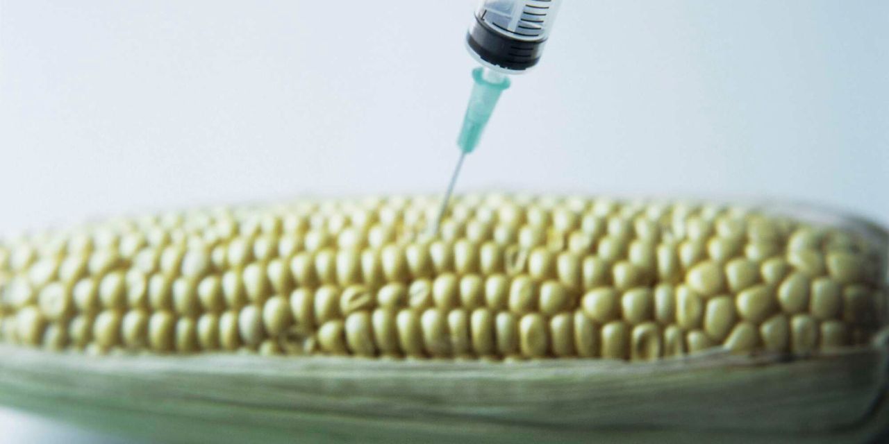 The GMO debate: Science, politics, myths and facts