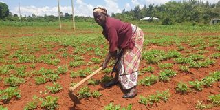 Veronica Akinyi working on her groundnuts farm