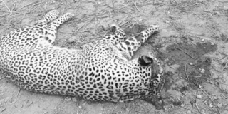A leopard that was killed after attacking two people in Batani Village in Kwale