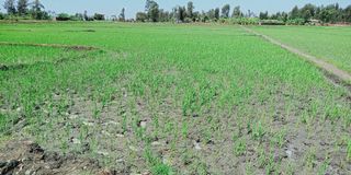 Mwea rice field