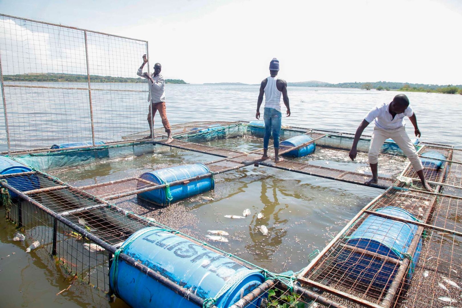 Pollution blamed for mass fish deaths in Lake Victoria