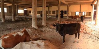 Cows seek shelter inside the unfinished Suneka Market building in Kisii