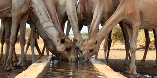 Camels drink water.