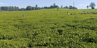 A tea plantation in Nandi County