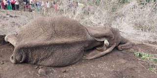 Elephant drought