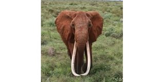 Dida elephant dead tusker
