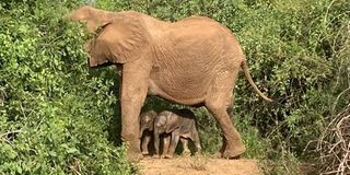 Bora with her twin calves at the Samburu National Reserve in January this year