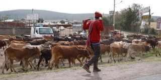 A pastoralist drives his herd along the Nakuru-Nairobi highway