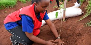 Elizabeth Mukami, of Kenya Red Cross, plants a tree at Ngong Hill Forest Recreational Park