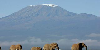 A view of Mt Kilimanjaro