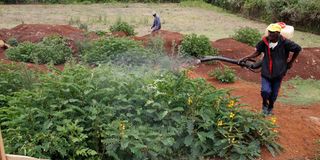 A man sprays herbicides on a farm in Elburgon, Nakuru County.
